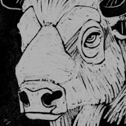 B&W Bison